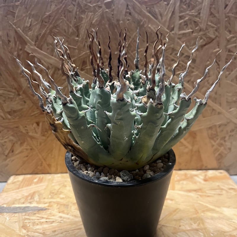 アガベ ユタエンシス エボリスピナ 陽炎 未発根 | GREEN LUCK