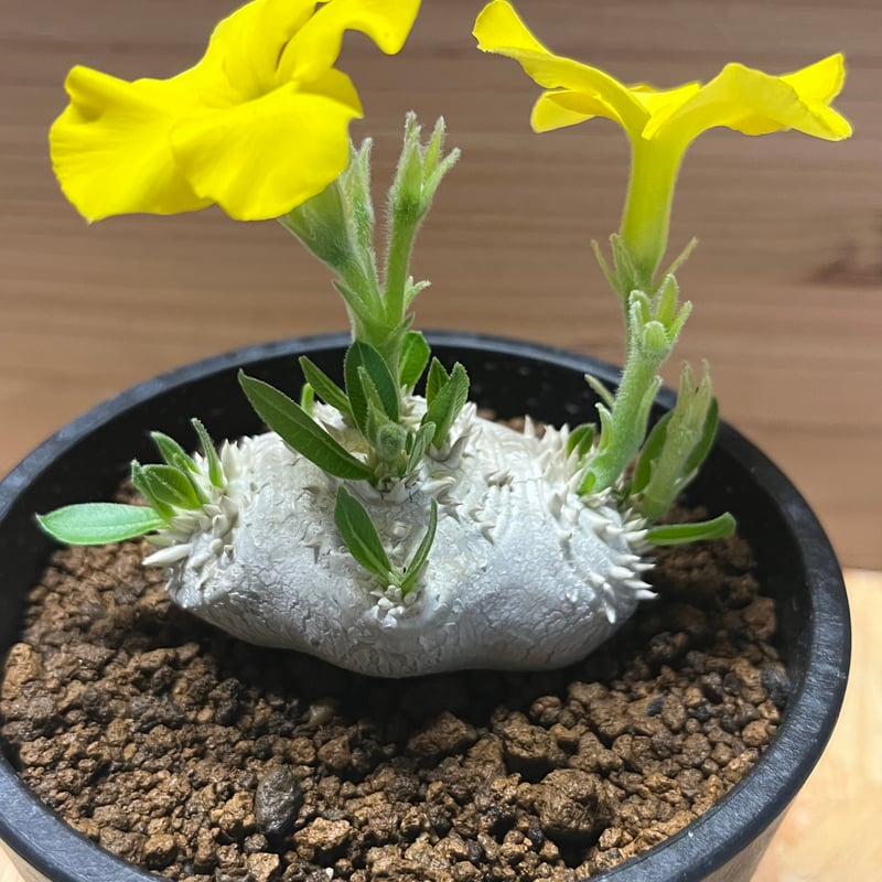 パキポディウム 恵比寿笑い | GREEN LUCK