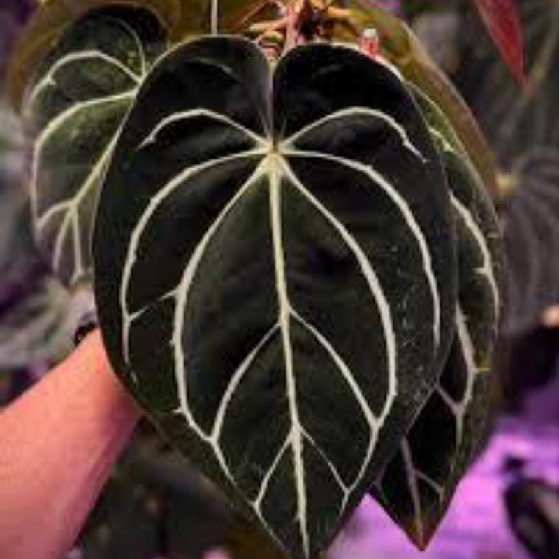 アンスリウム カーラブラッキー | GREEN LUCK