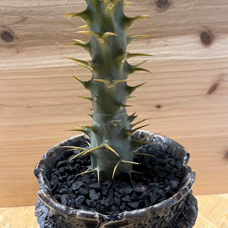 パキポディウム アンボンゲンセ×Wild Heaven | GREEN LUCK