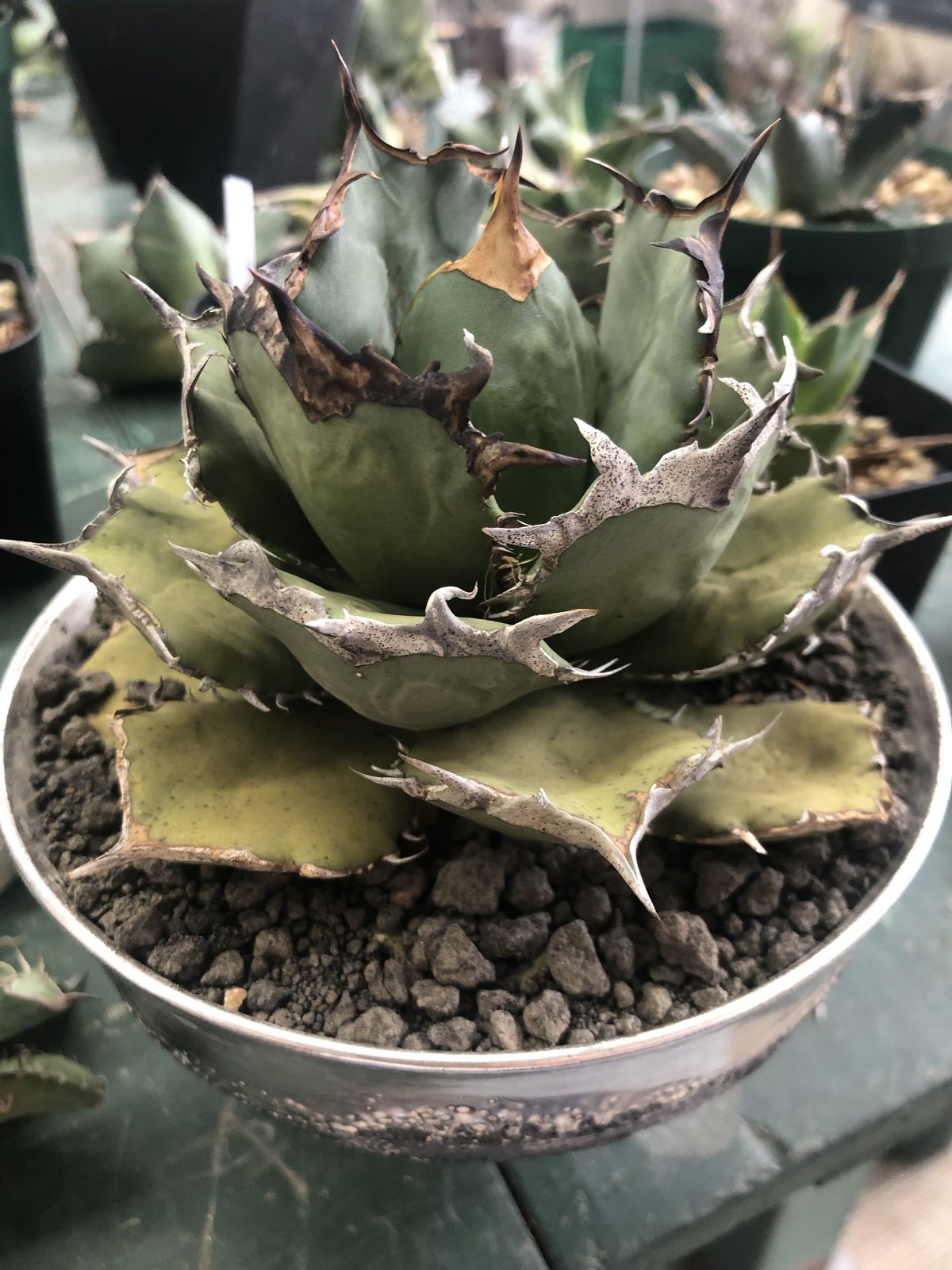 アガベ チタノタ オアハカ 輸入株 | GREEN LUCK