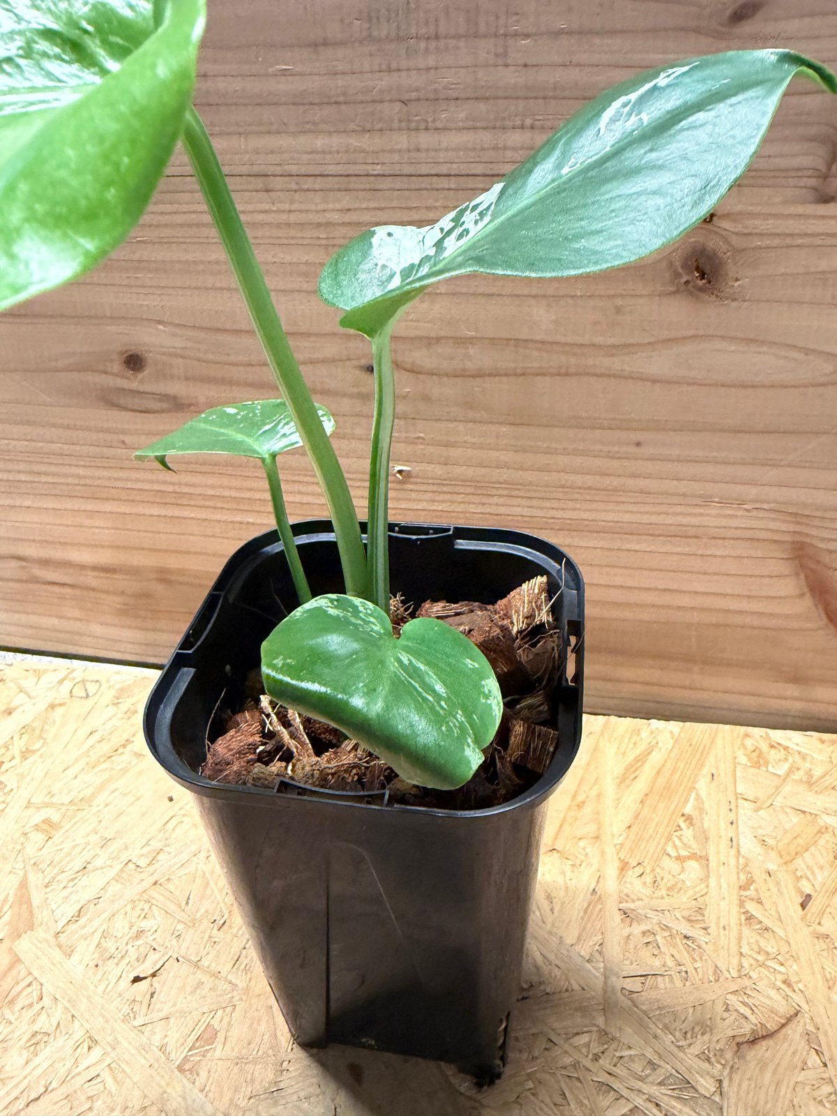 モンステラ デリシオーサ 'バルバソー' | GREEN LUCK