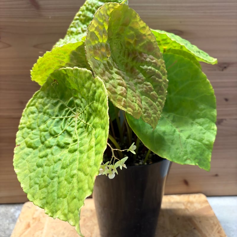 ベゴニア フートエンシス | GREEN LUCK