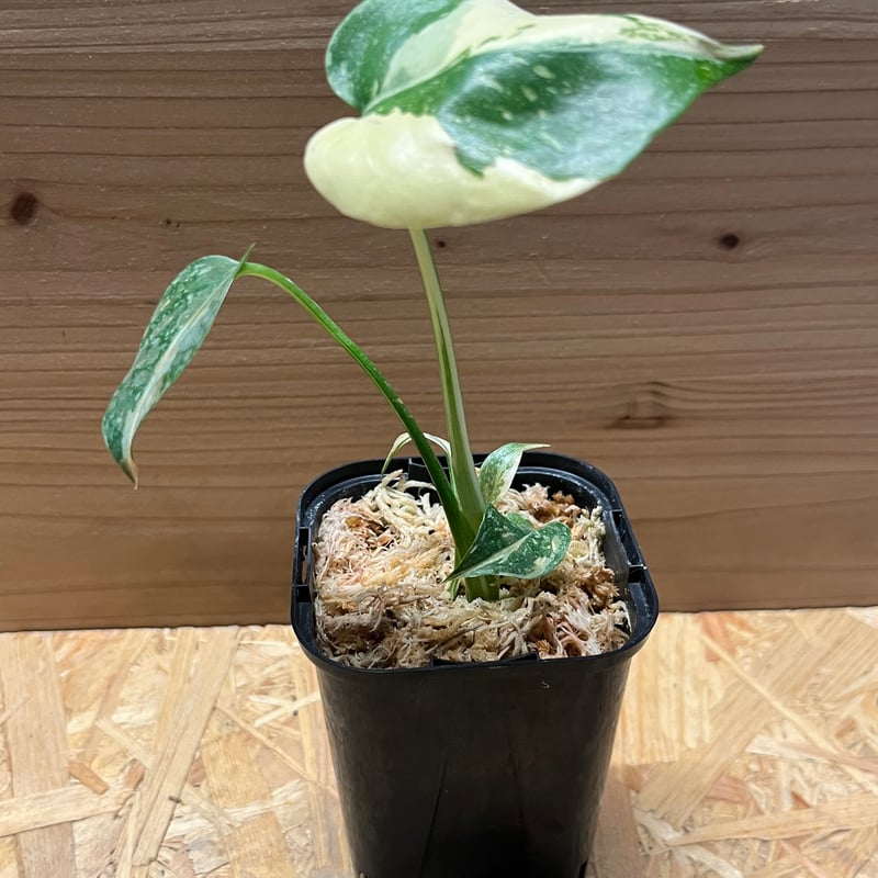 斑入りモンステラ デリシオーサ クリームブリュレ | GREEN LUCK