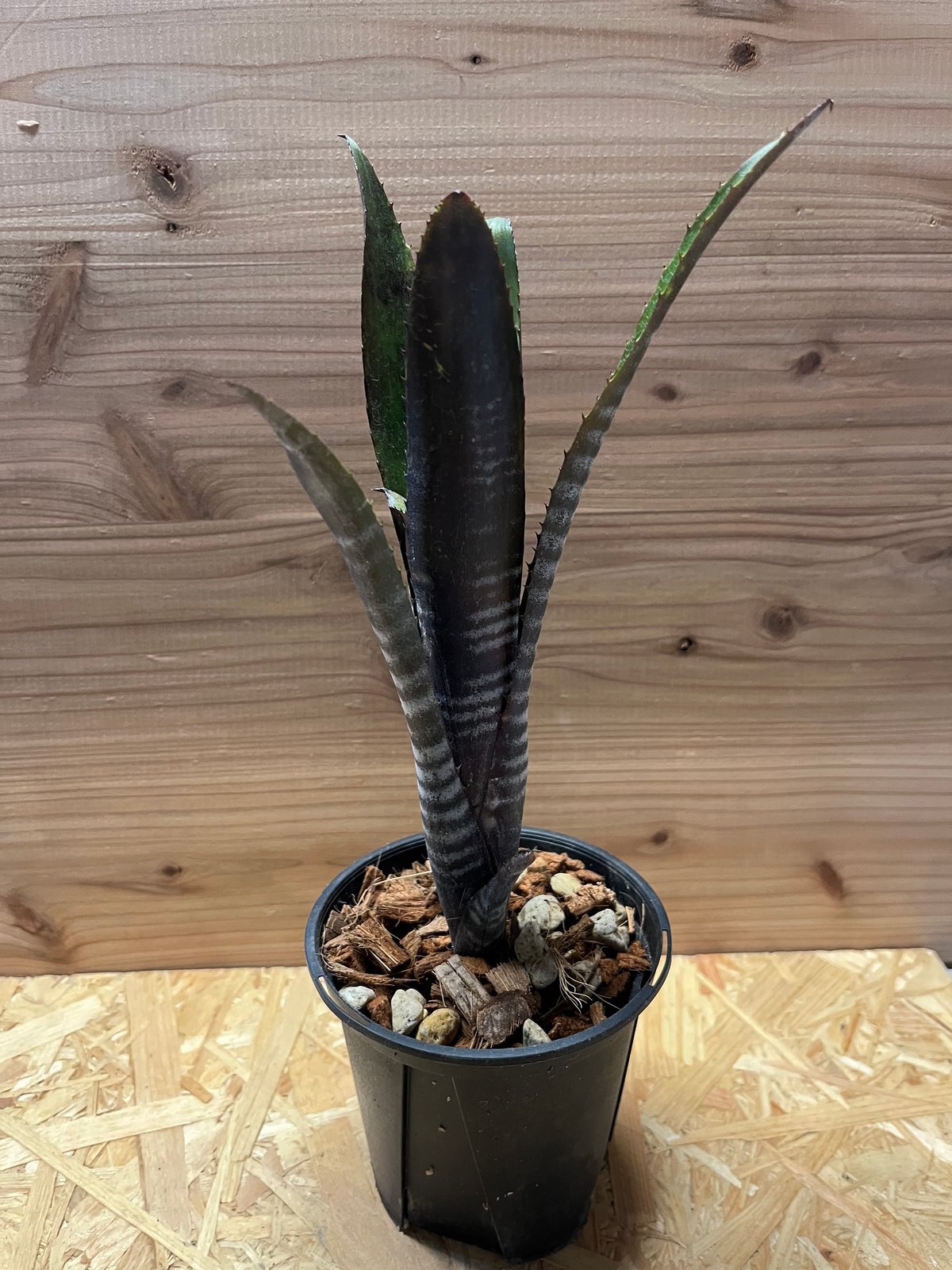 ビルベルギア ダースベイダー | GREEN LUCK