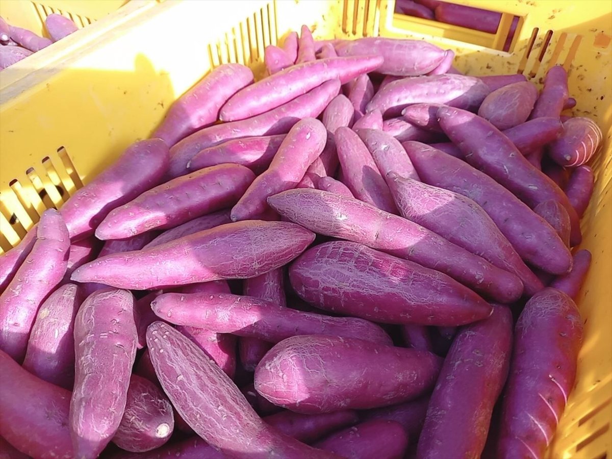 fit=scale-down,w=1200