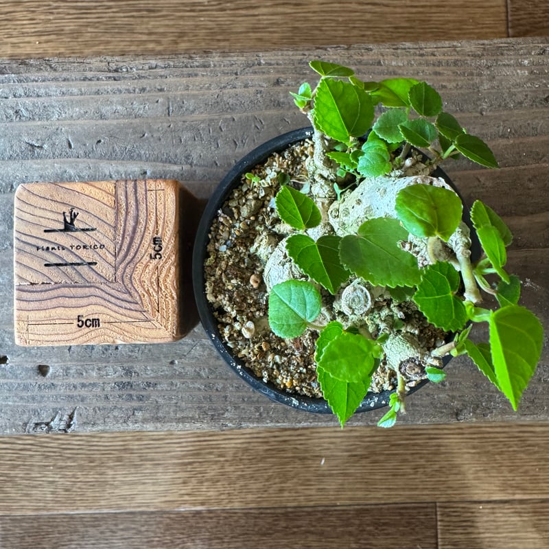 専用 オオハマボウ 小品盆栽 太幹 ハート型の葉 オオハマボウ 小品盆栽