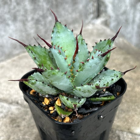 八荒雷神 | STORES