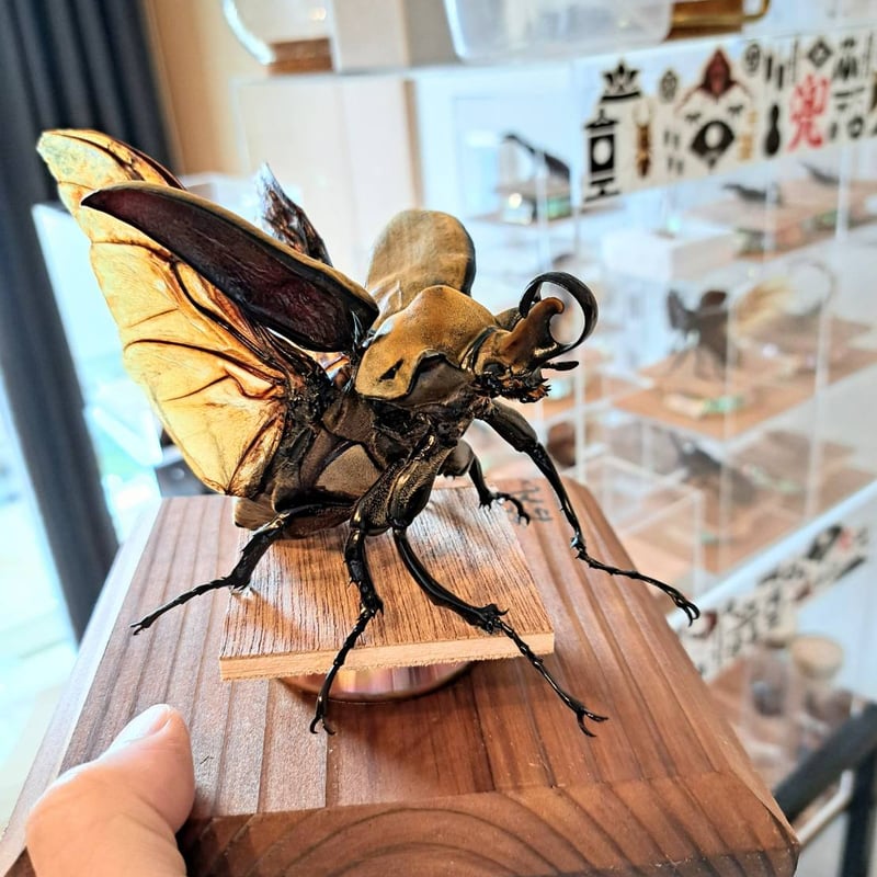昆虫標本】エレファスゾウカブト(不全個体)♂95.1mm 立体標本 大型