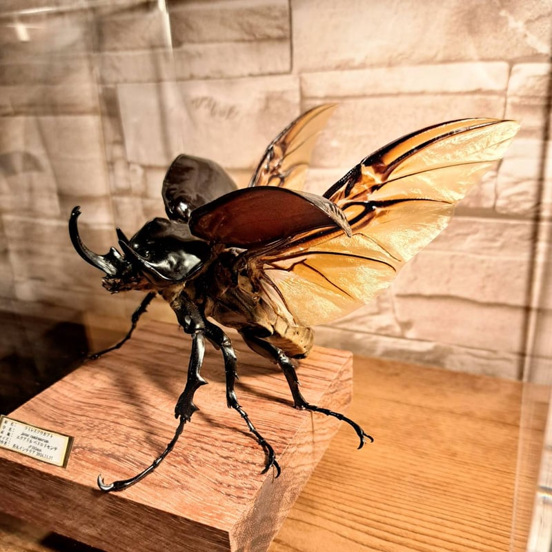 HYOHON『角』s20】ラミレスゾウカブト♂105mm | 苔丸インテリア(公式