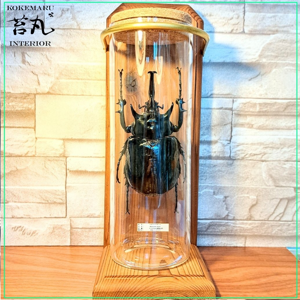 昆虫標本】(大型)マルスゾウカブト♂123.9mm インテリア瓶展示(大