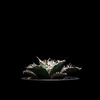 アガベ 王妃笹の雪 A型 白覆輪斑 ピンキー / Agave filifera var. co