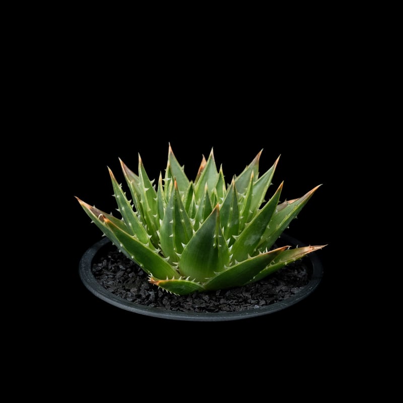 アロエ ポリフィラ / Aloe polyphylla #1 | Ducks ( plants. )