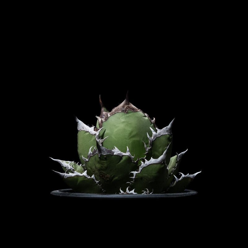 yuki】アガベ オテロイ 種子 姫厳竜×黒火焔 30粒 アガベ チタノタ 姫厳龍