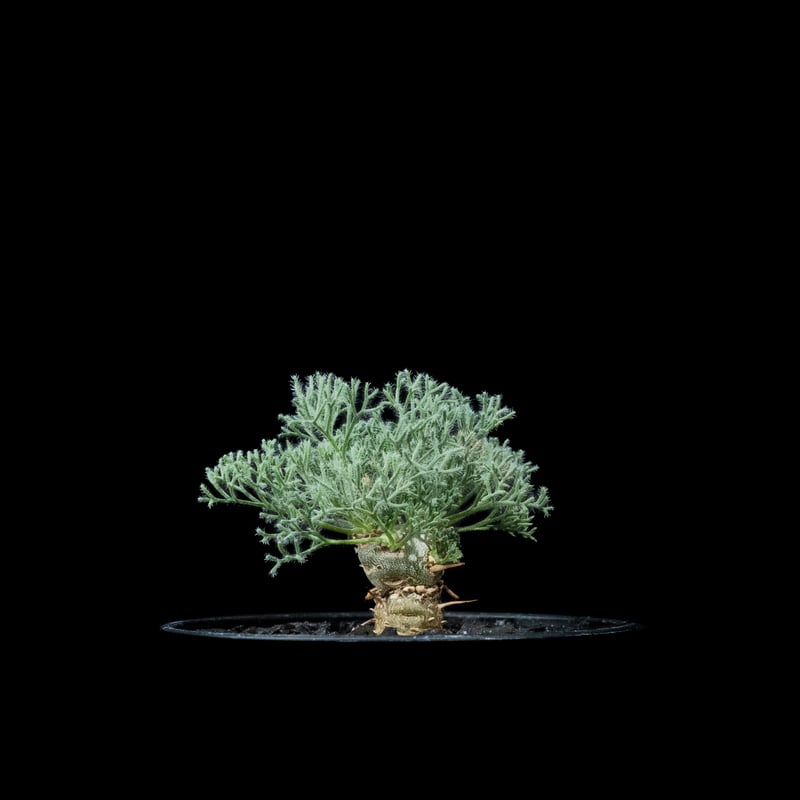 モンソニア ペニクリナム / Monsonia peniculina #14 | Ducks