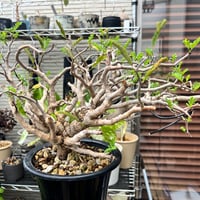 モンステラ ホワイトタイガー 極斑入り ハーフムーン M002 | Le Ruban