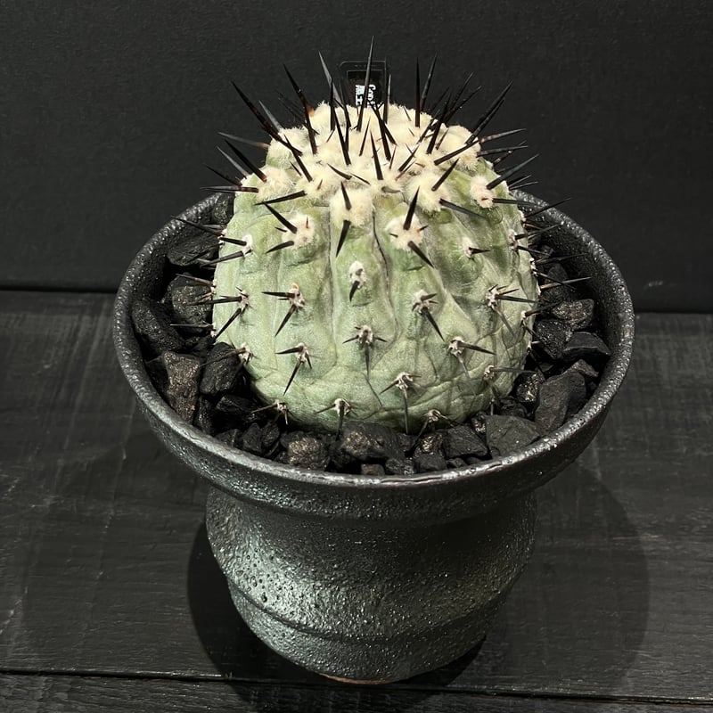 サボテン コピアポア 黒王丸（接ぎ降ろし） × 山元一真 作家鉢 | 最終