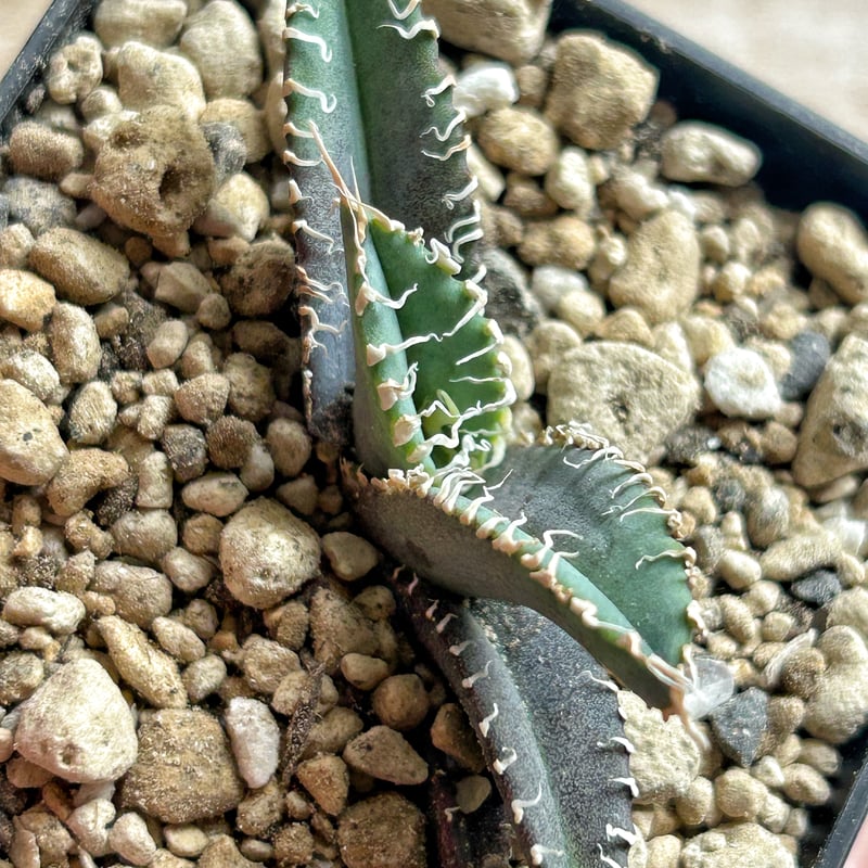 アガベ オテロイ