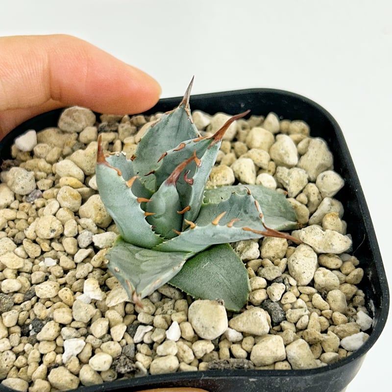 アガベ 妖蟹 ユタエンシス ×イシスメンシス | アガベ専門店 Heart plants.