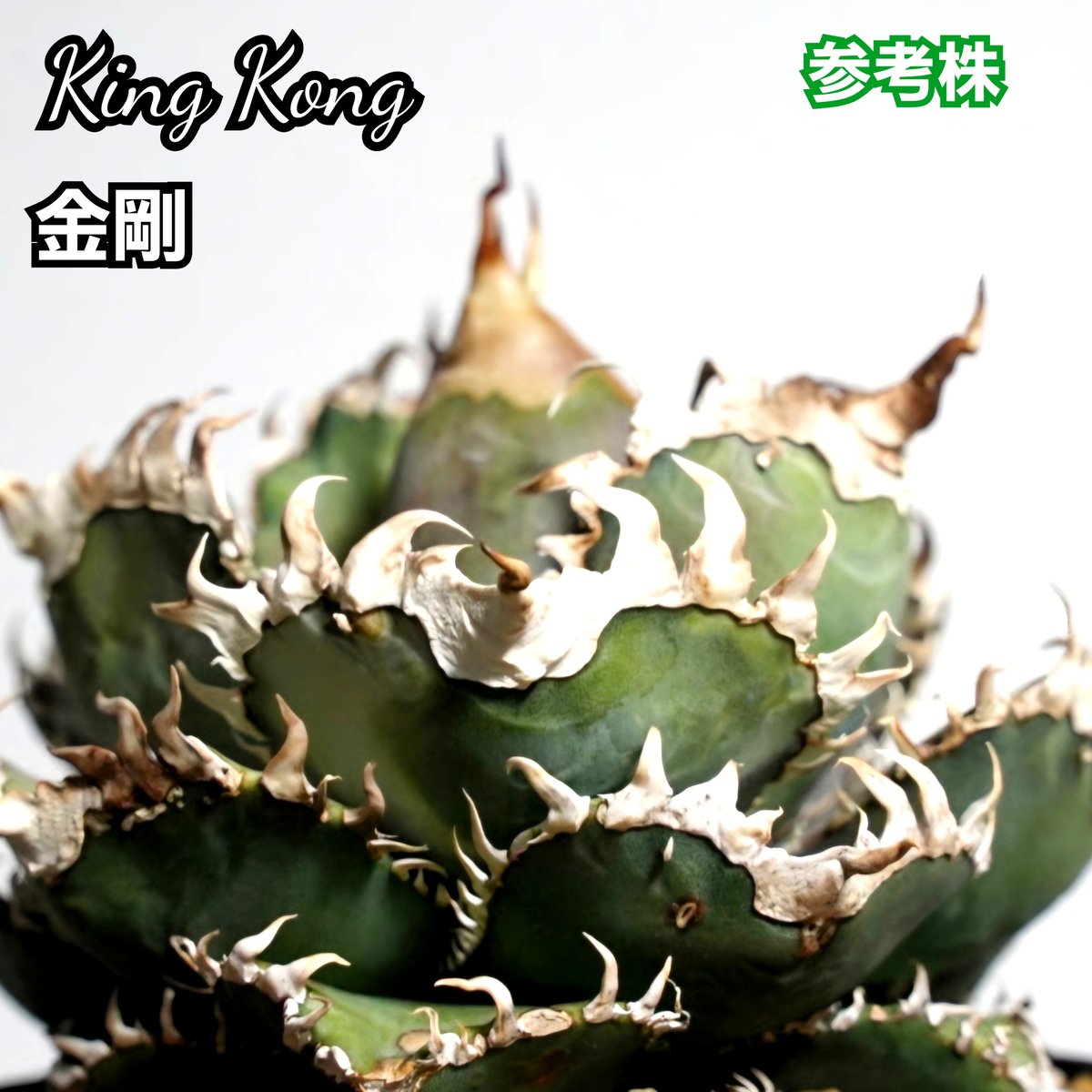アガベ チタノタ 金剛 No.9 King Kong ゴツくて鋭い鋸歯が特徴！成長