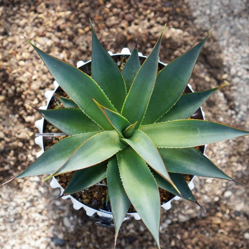 ブルーグロー / Blue Glow (No.1-241029) | アガベの専門店 とげまる