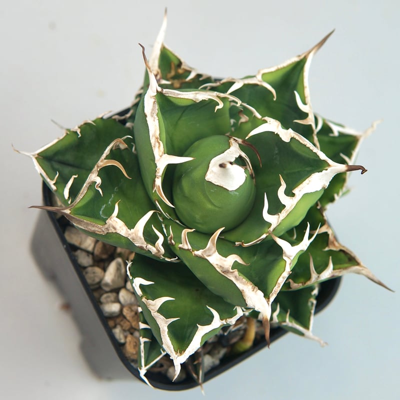 子株付き】アガベ チタノタ ”南アフリカダイヤモンド（SAD）” | RADICE