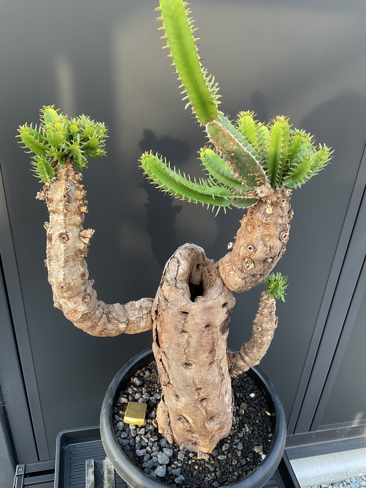 ユーフォルビア・ムランジーナ | Sun・Shepherd