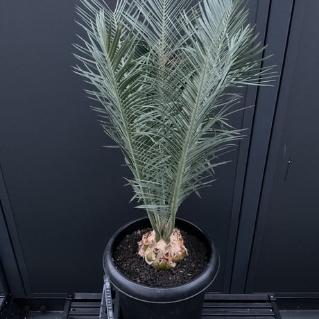 エンセファラルトス | STORES