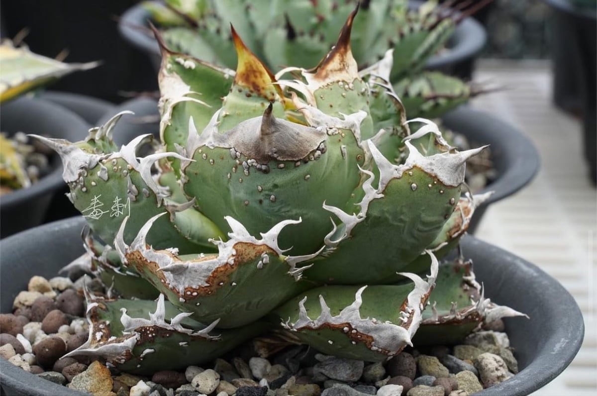 ラスト】アガベ 大白鯊 ホオジロザメ CJ special Ivory w.a アガベ CJ