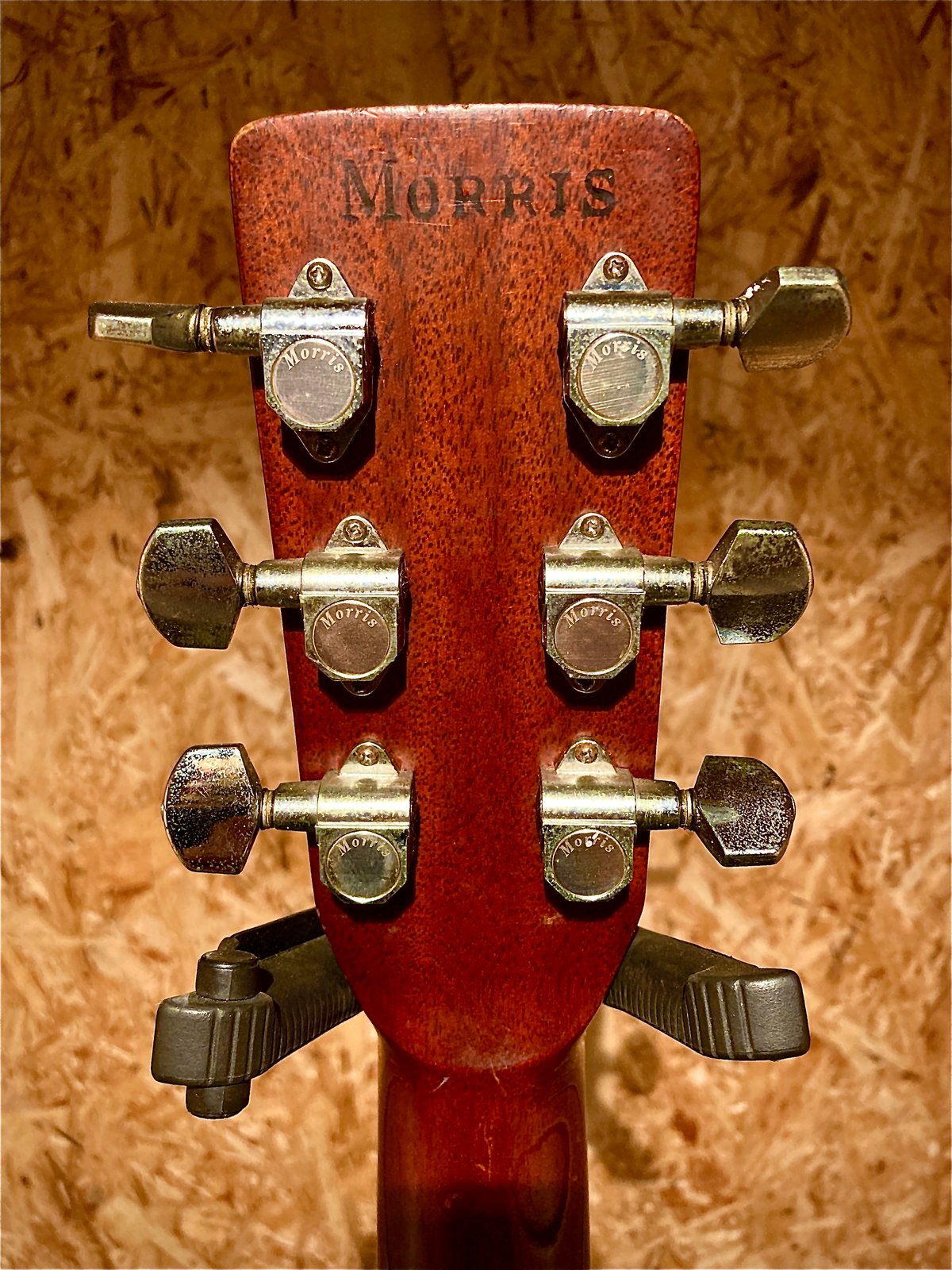 Morris W-35 | Guitarshop SOUNDNINE