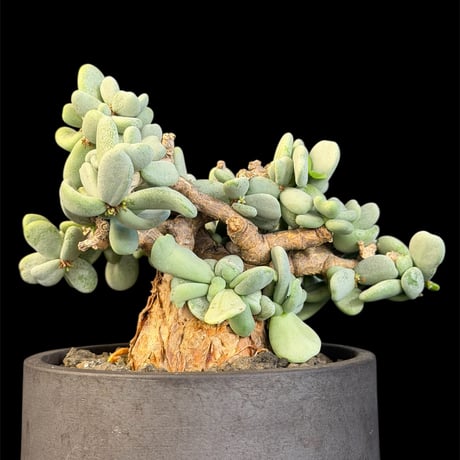 ケラリアピグマエア ケラリアピグマエア | STORES