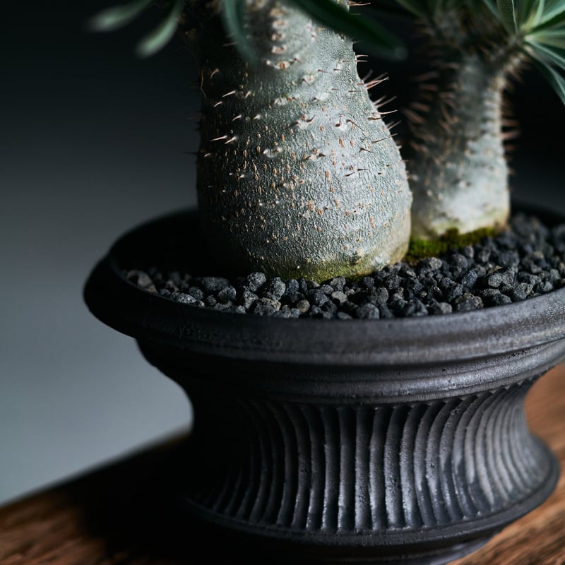 パキポディウムグラキリス × 小野瀬一 | MEGASHEEP