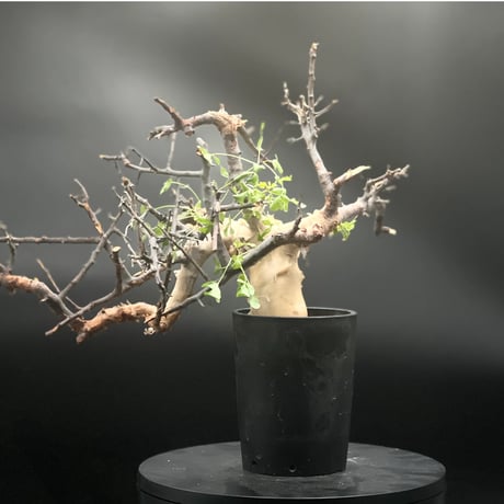 ピュアカタフ | STORES