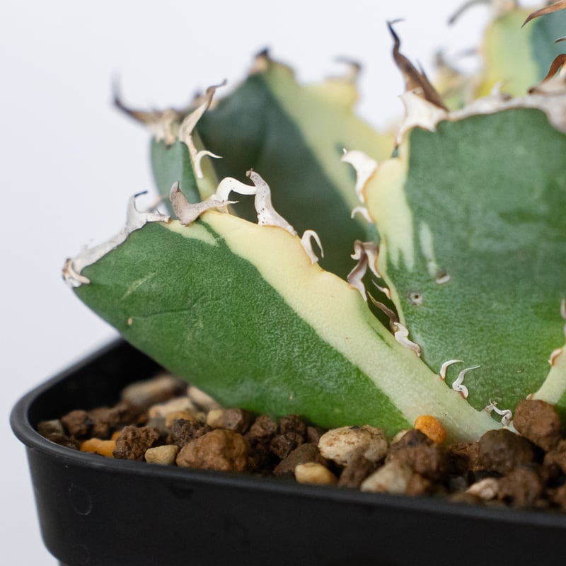 アガベ チタノタ 白鯨 白鯨錦 白覆輪 TC株 Agave titanota White W