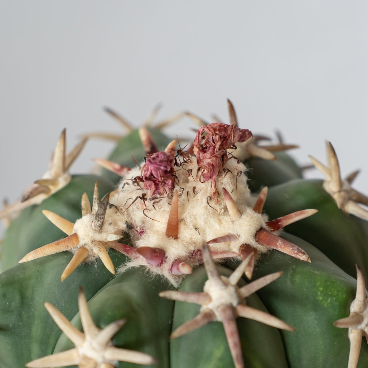 エキノカクタス 白棘翠平丸 接ぎおろし Echinocactus horizonthaloni