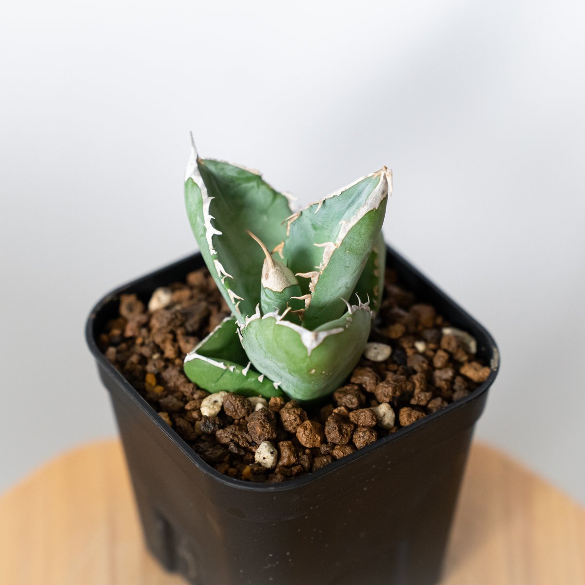 アガベ チタノタ 大白鯊 ホオジロザメ TC株 Agave titanota great w