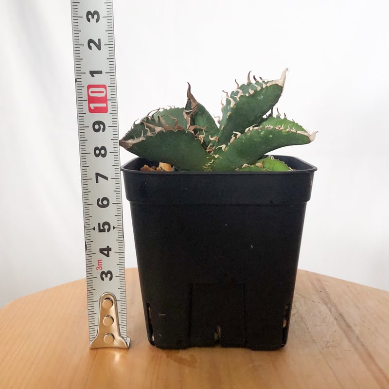 アガベ チタノタ 悪魔くん TC株 Agave titanota Bakemono 多肉植物