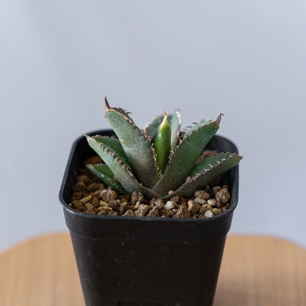 アガベ チタノタ 豆豆龍 【発根管理中】TC Agave titanota totoro トト