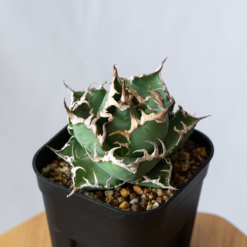 アガベ チタノタ シーザー OC株 Agave titanota Caesar 多肉植物 珍奇