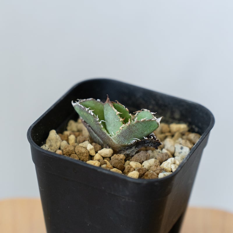 アガベ チタノタ 皇冠 TC【発根管理中】 Agave titanota Crown クラウン