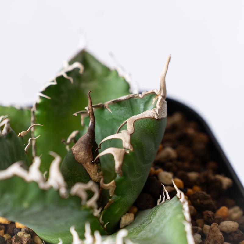 アガベ チタノタ 悪魔くん【発根管理中】TC株 Agave titanota Bakemono