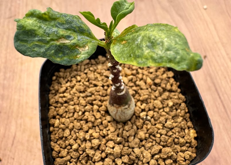 アデニア・ペチュエリー 実生 Adenia pechuelii | HOIKAWA CACTU