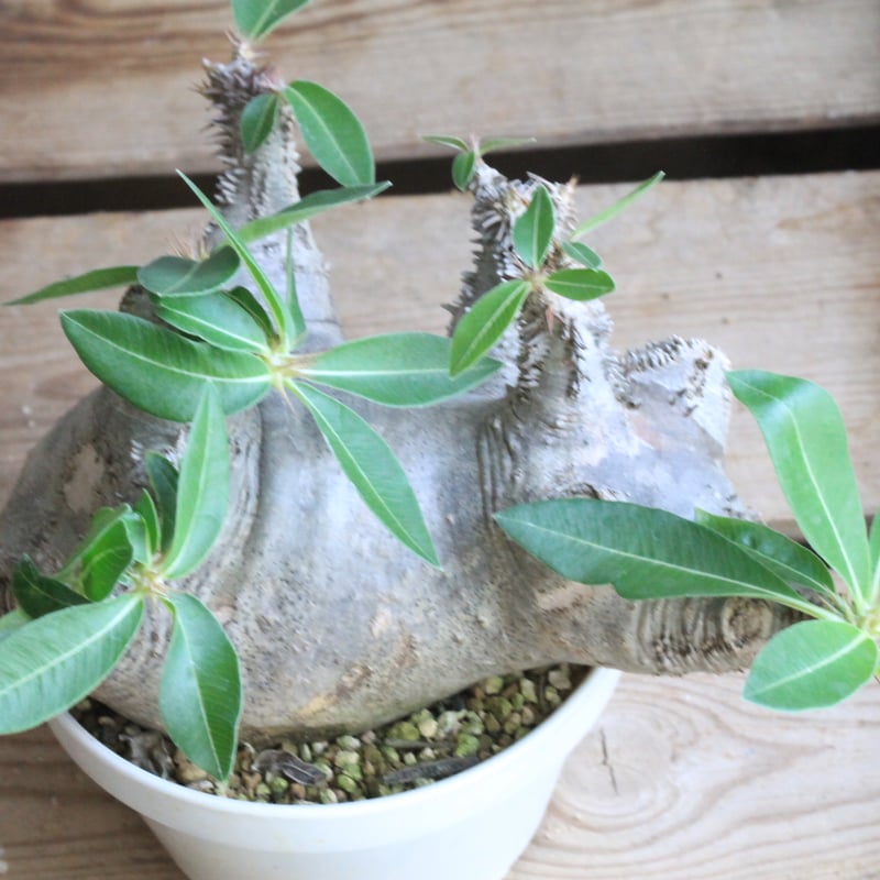 パキポディウム マカイエンセ 現地球 | botanical.shop