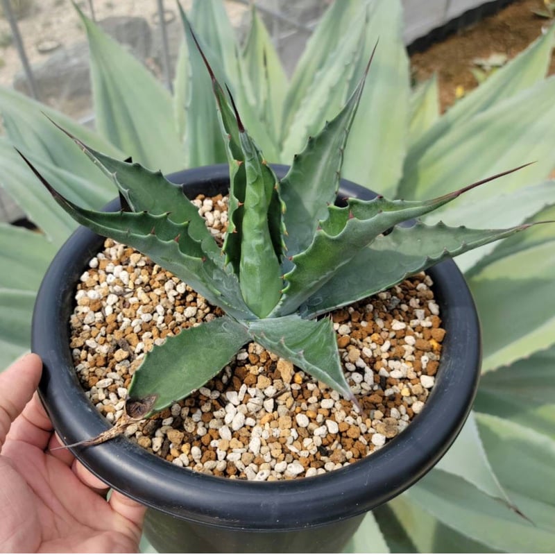 アガベ ローガンカルホーン | カトーエンゲー