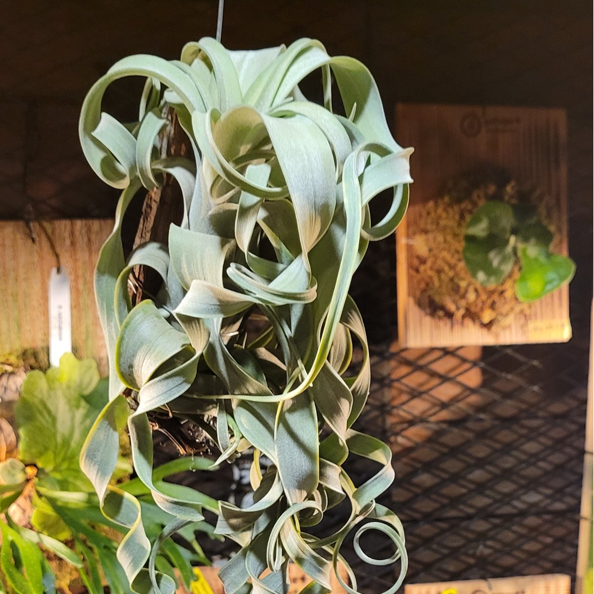 Tillandsia Curly Slim