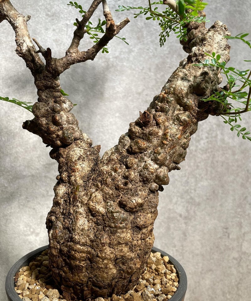 オペルクリカリアパキプス 根差し 発根済み オペルクリカリア パキプス