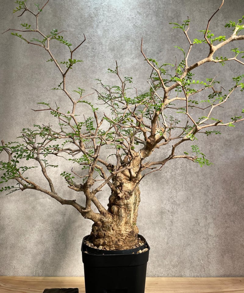 オペルクリカリア パキプス／Operculicarya pachypus 発根済 手乗り