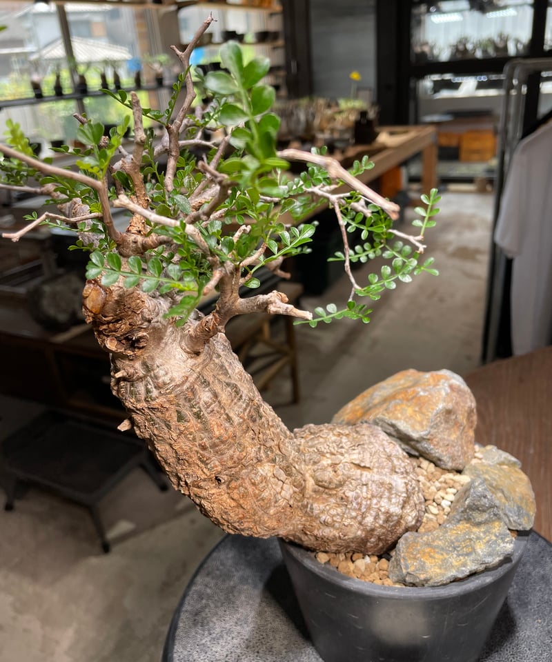 オペルクリカリア パキプス／Operculicarya pachypus 発根済 (商品番号P