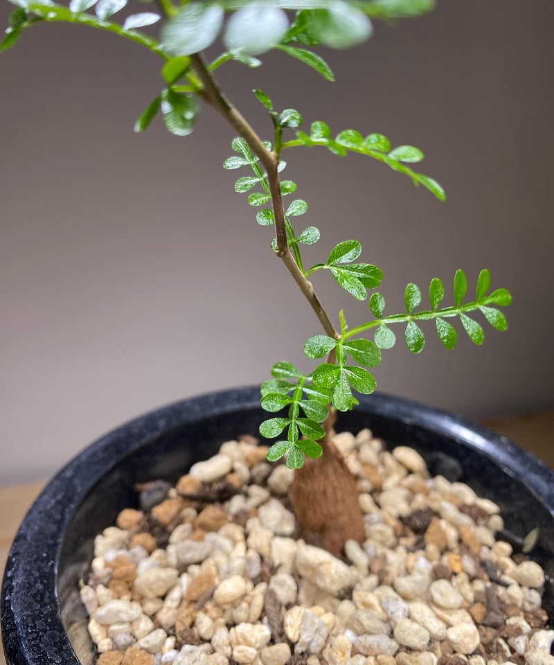 オペルクリカリア パキプス 根差し (商品番号PP-74) | RISE-CAUDEX ONL