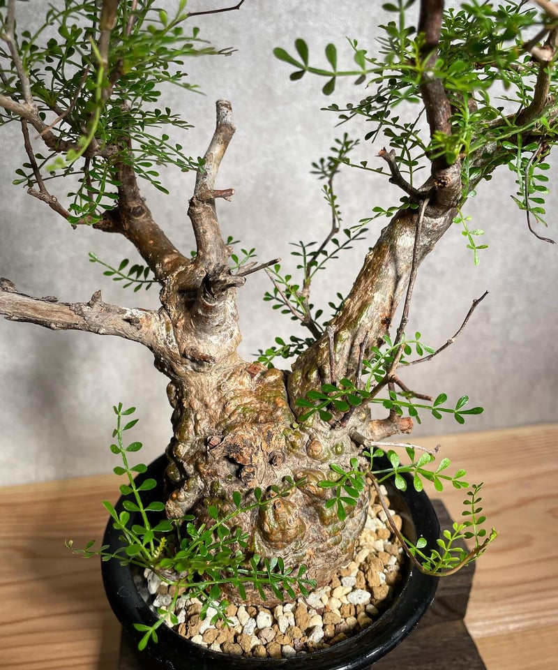 発根済み オペルクリカリア パキプス 111101】発根済 オペルクリカリア